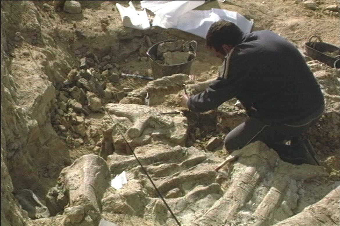 Arqueología paleontología