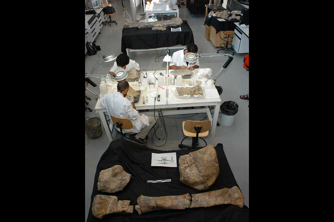 Investigación paleontología